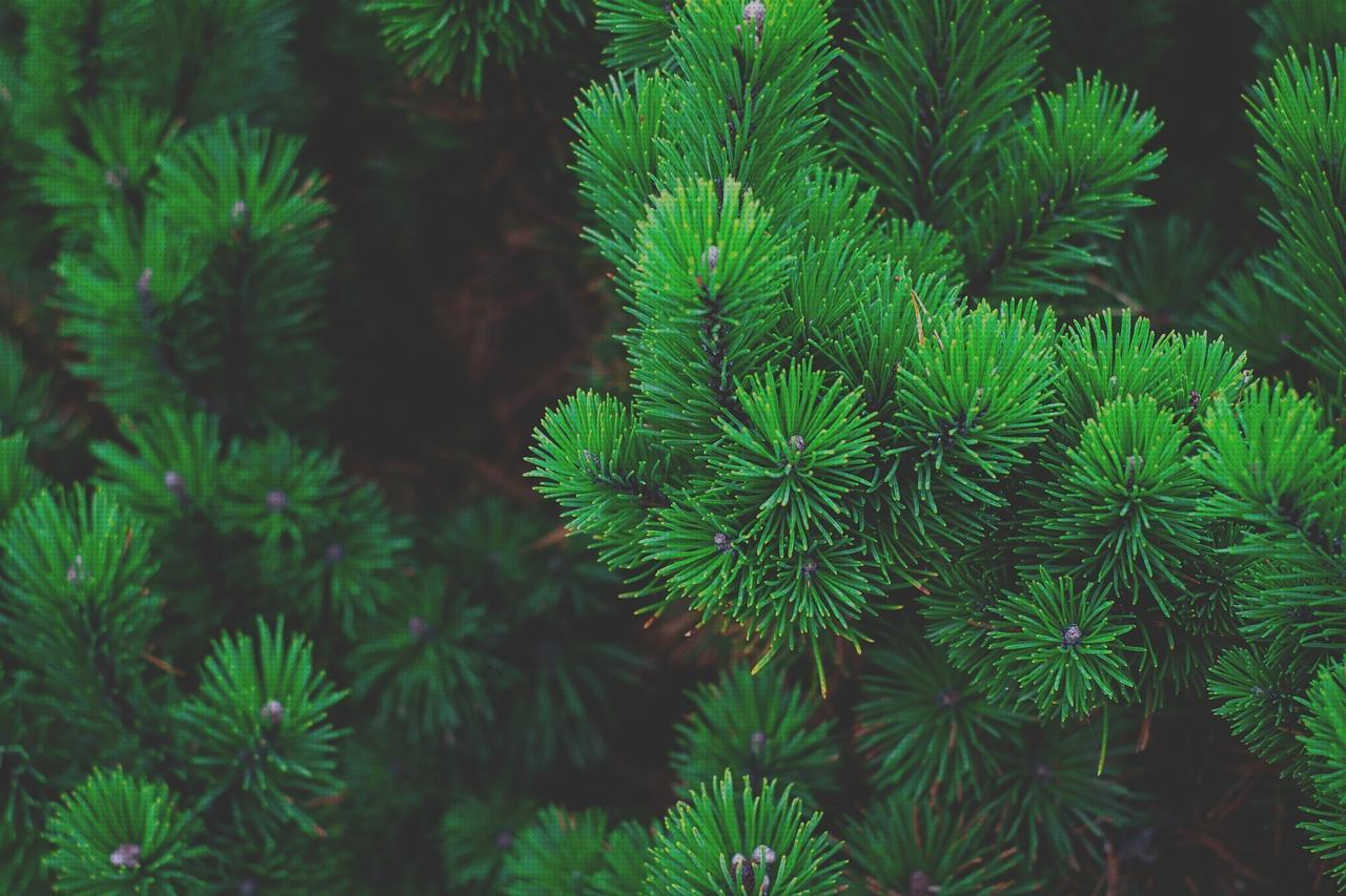 Review de aguja espinal braun