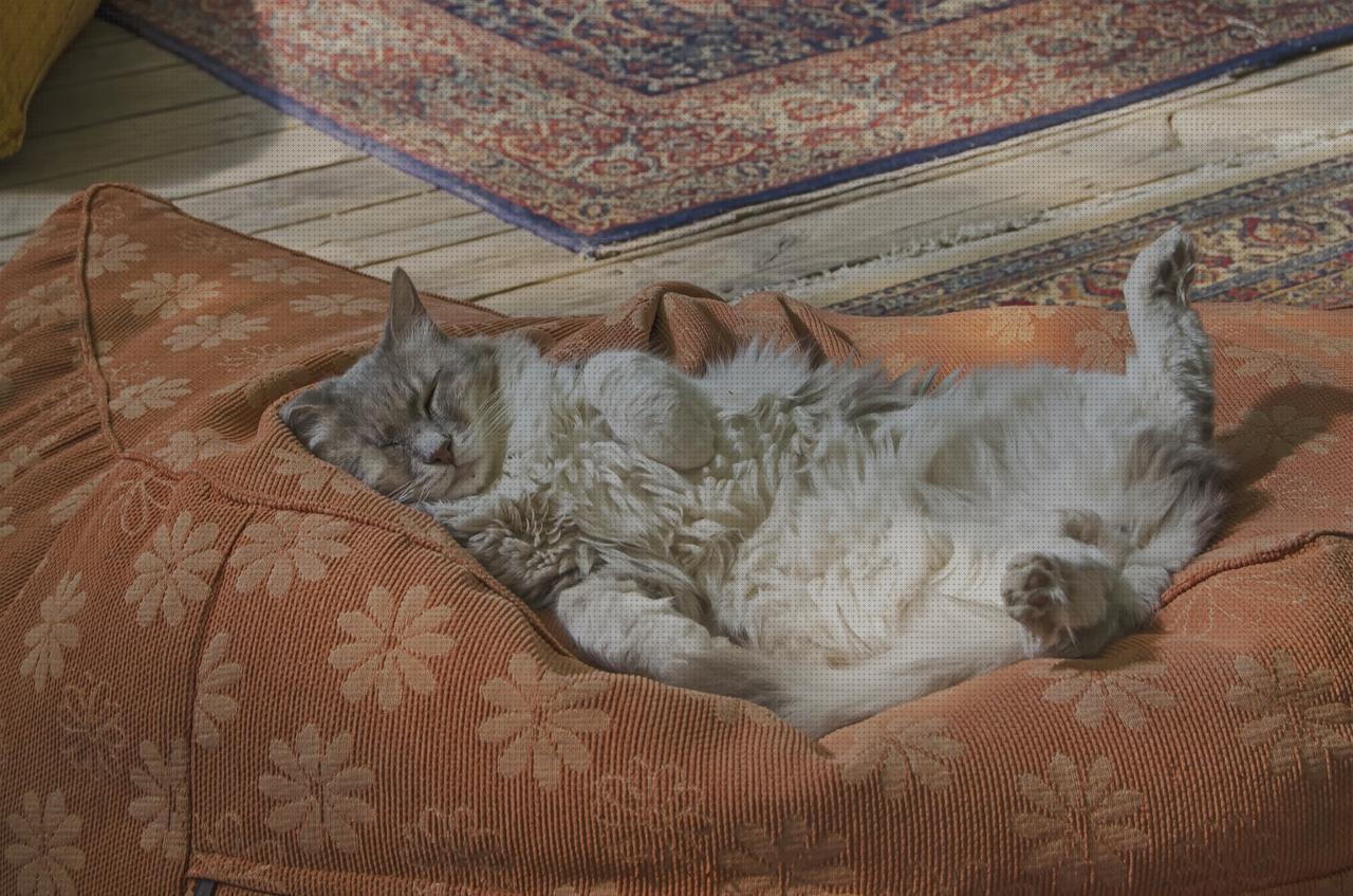 ¿Dónde poder comprar andador ortopedia plus almohada confort plus?