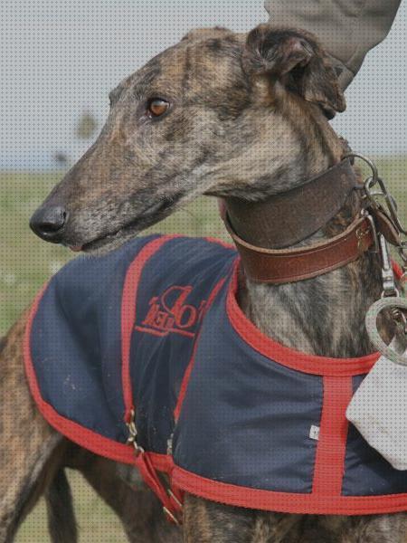 ¿Dónde poder comprar galgos andador para entrenar galgos?
