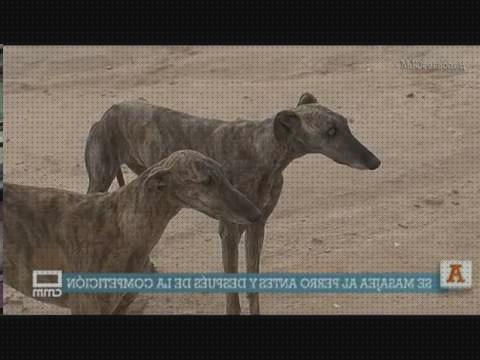 Review de andador para entrenar galgos