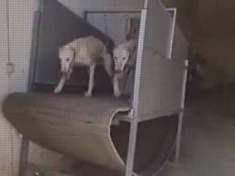 Opiniones de los 27 mejores Andadores Para Entrenar Galgos