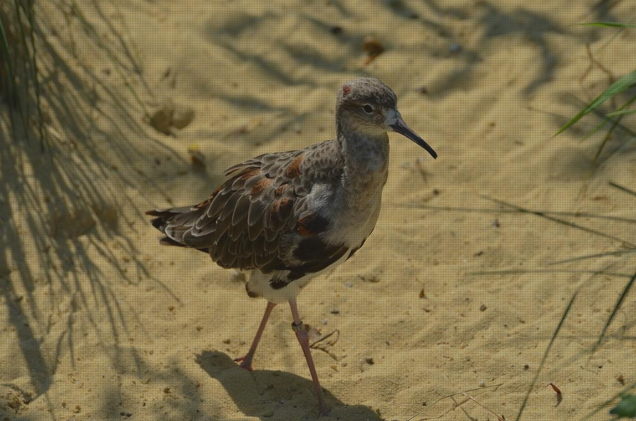 Las mejores andador kg andadores recomendabes andador cangrejo andadores 120 kg