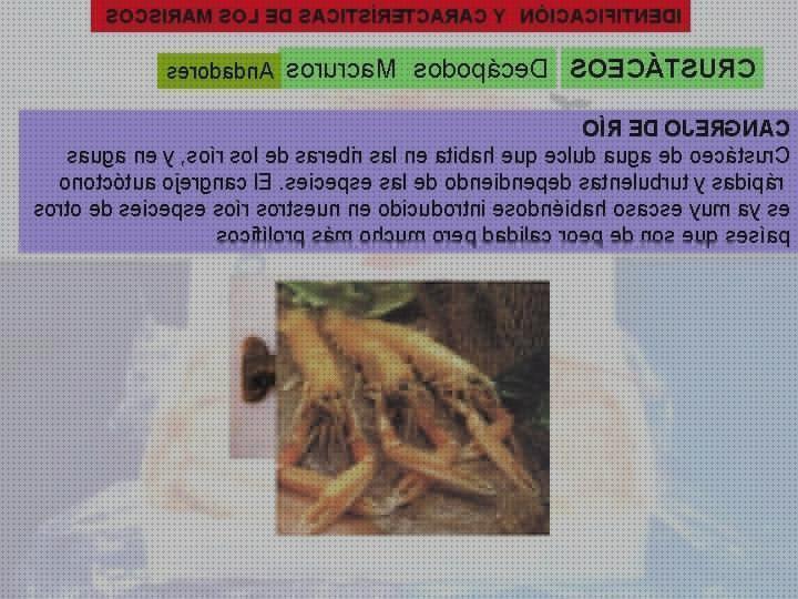 Review de los 33 mejores andadores mariscos para comprar