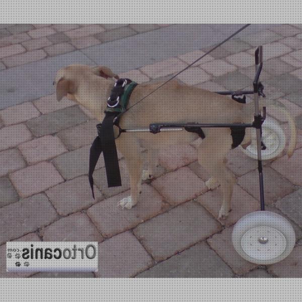 Análisis de los 26 mejores Andadores Para Perros Invalidos