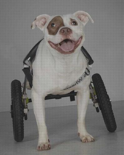 Las mejores perros andadores andadores para perros invalidos