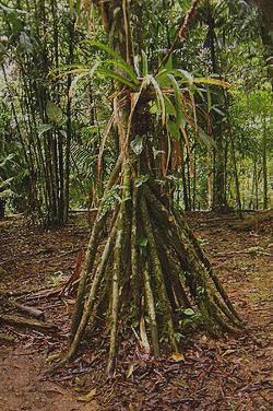 Los 16 Mejores arboles andadores wikis para comprar