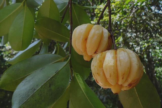 ¿Dónde poder comprar cambogia amputacion supramaleolar adductor hernia arginina cambogia?