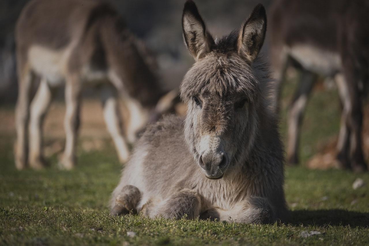 ¿Dónde poder comprar burro ortopedico?