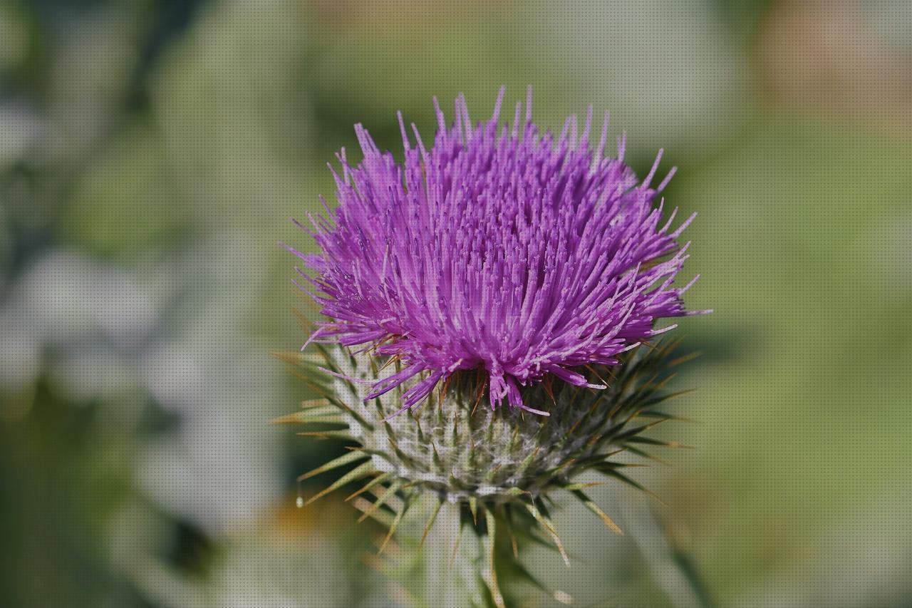 Las mejores marcas de burro ortopedico