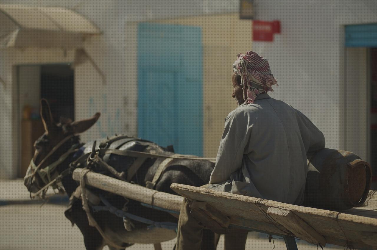 Review de burro ortopedico