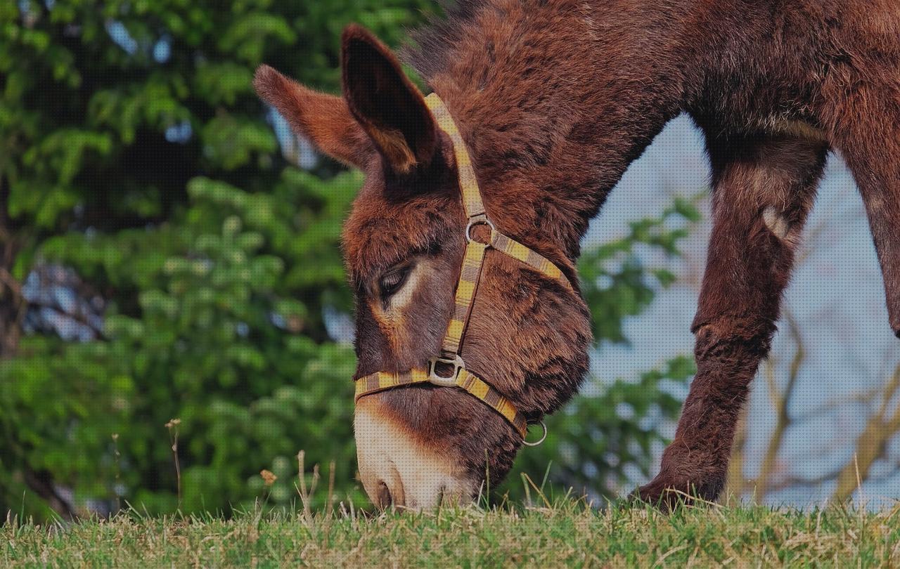 Los 11 Mejores burros ortopedicos