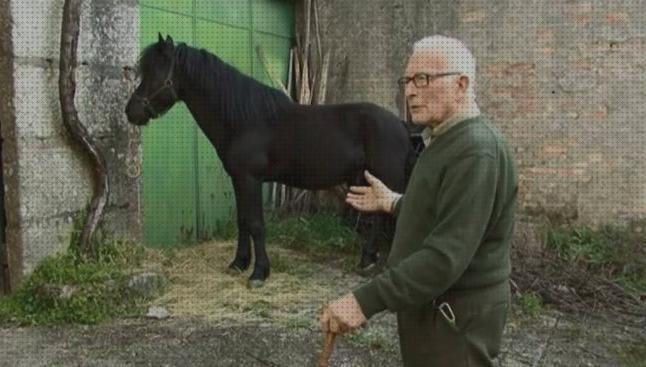 ¿Dónde poder comprar caballos caballo andador chico?