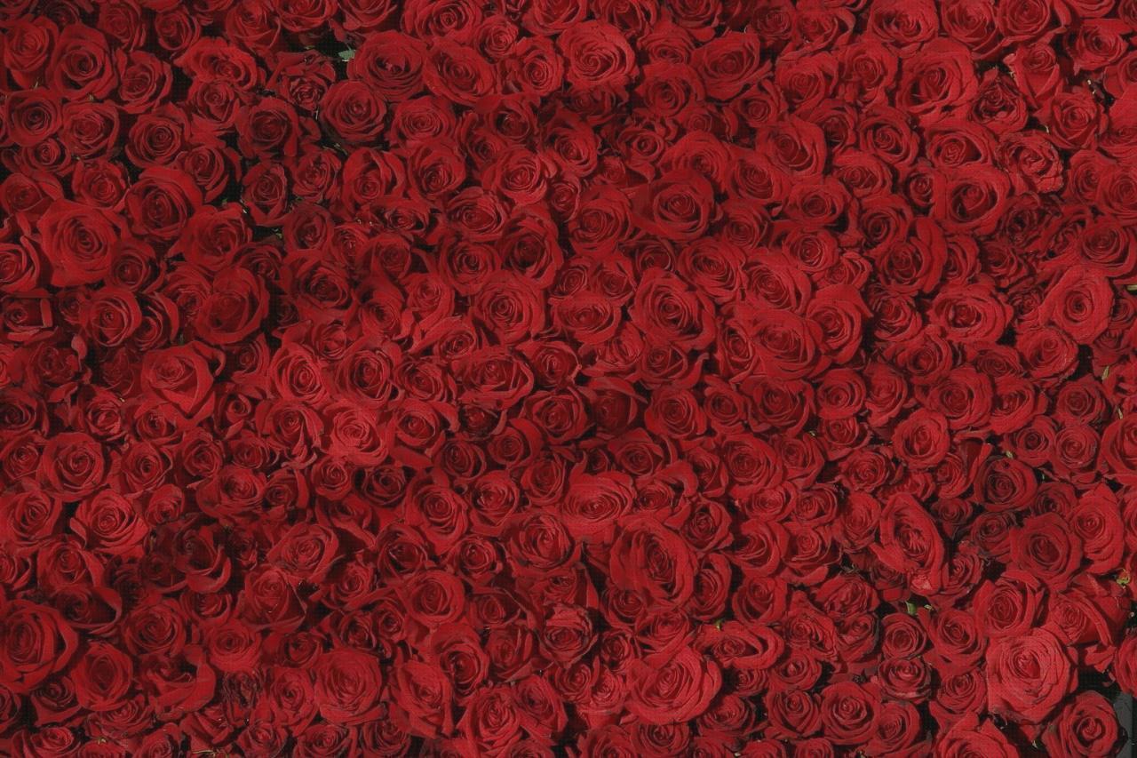 Las mejores marcas de colchon antillagas disras orejas orejas ortopédicas cama antillagas