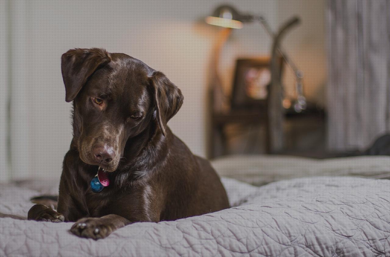 ¿Dónde poder comprar andador bebe confort cama confort?