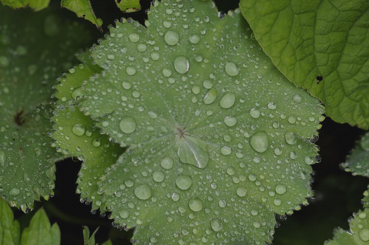 ¿Dónde poder comprar capas capa lluvia andador?