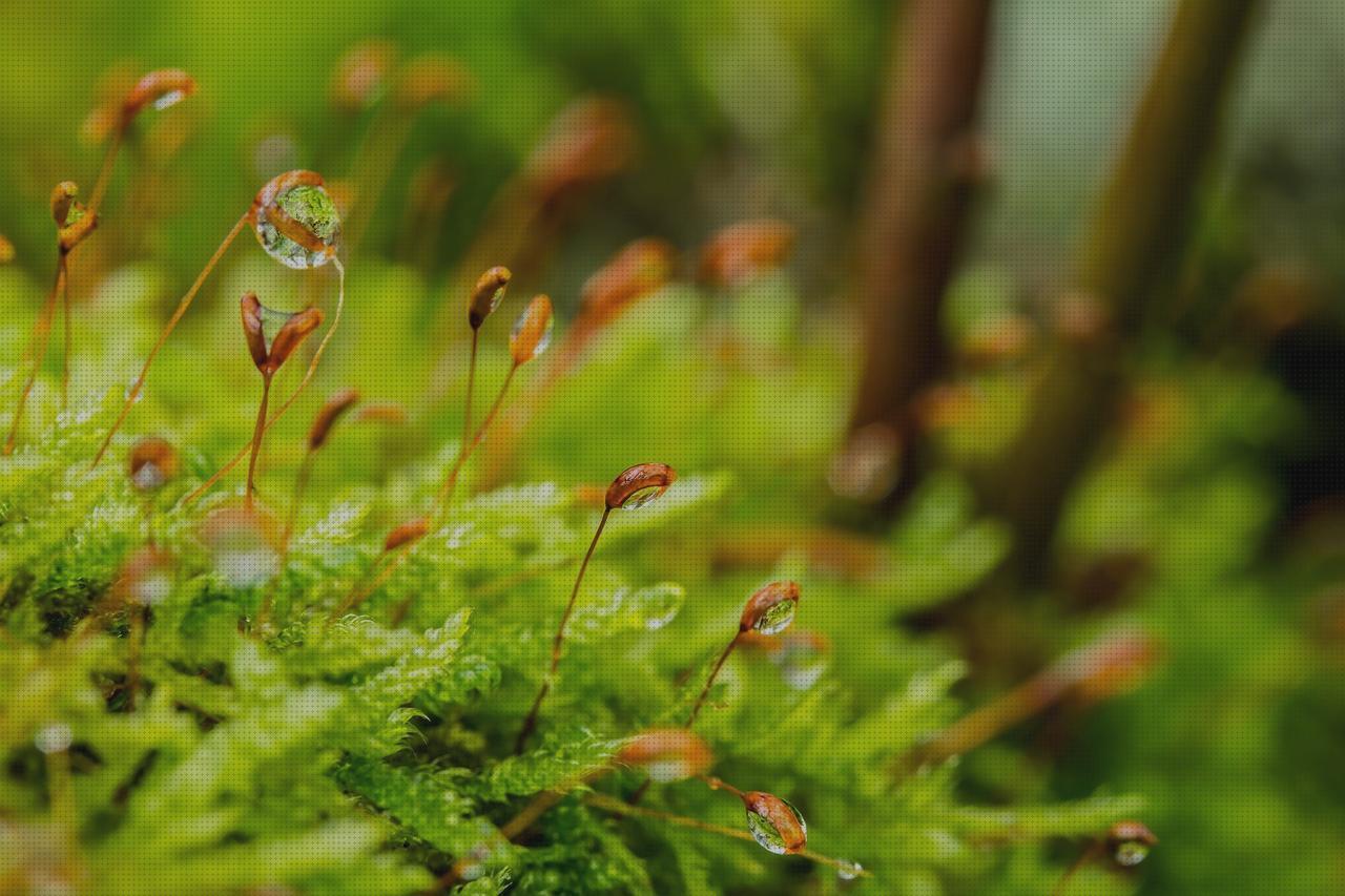 Las mejores colageno hidrolizado capsulas omron m6 it comfort toma presión digital de brazo omron hem 7120 capsulas de lactobacillus probioticos