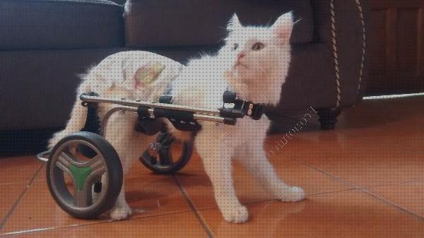 Las mejores carros carros ortopédicos para gatos