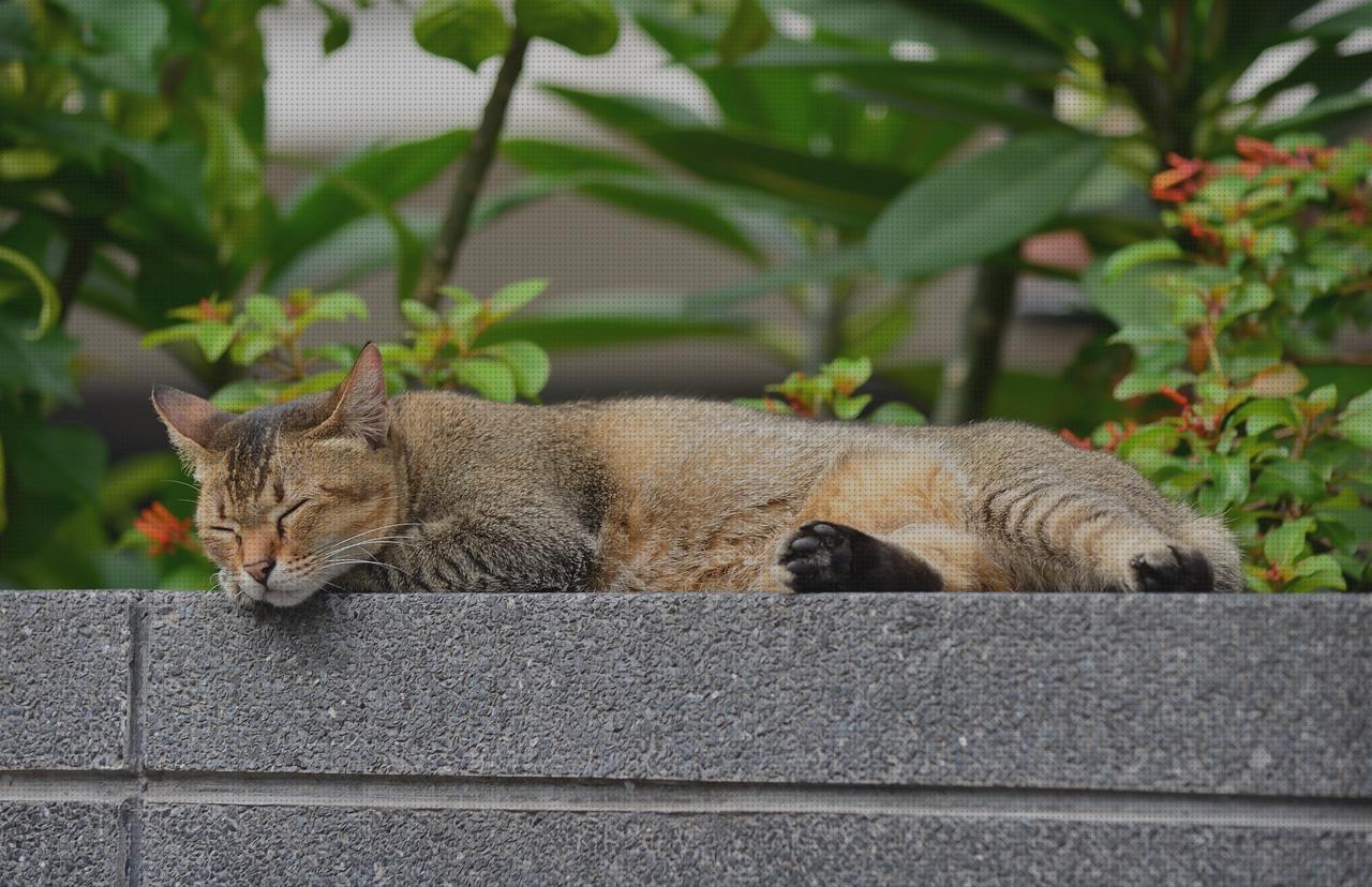 Las 10 Mejores Casas Reposos Tres Azules