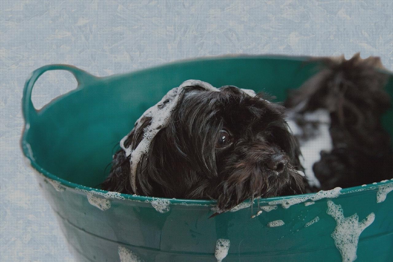 Review de champu de bardana