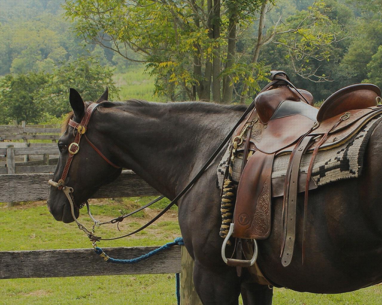 Mejores 12 cinchas ajustables