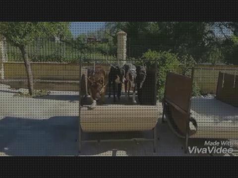Las mejores marcas de galgos cinta andadora para galgos