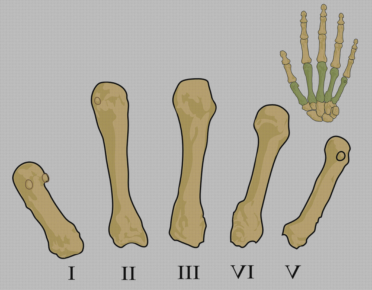 ¿Dónde poder comprar clínica ortopédica aguadulce?