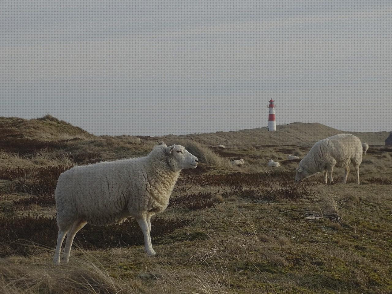 Review de los 17 mejores codos tenistas coderas