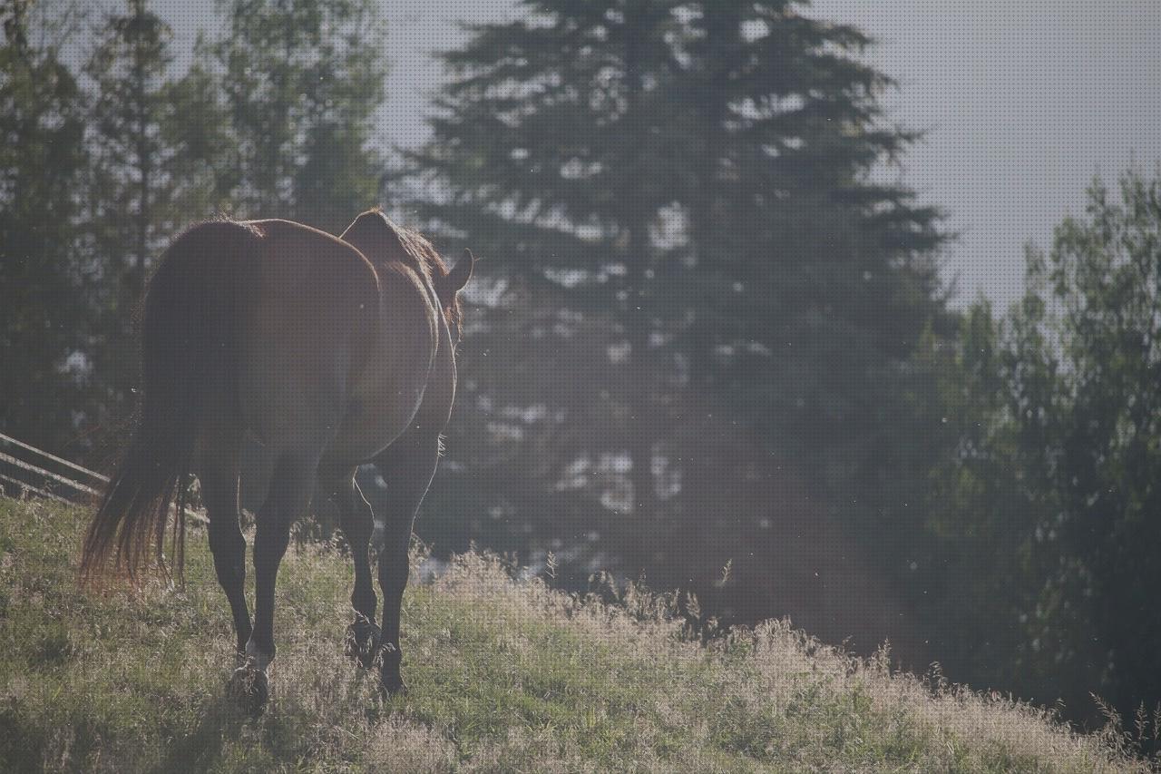 Review de cola de caballo y colesterol