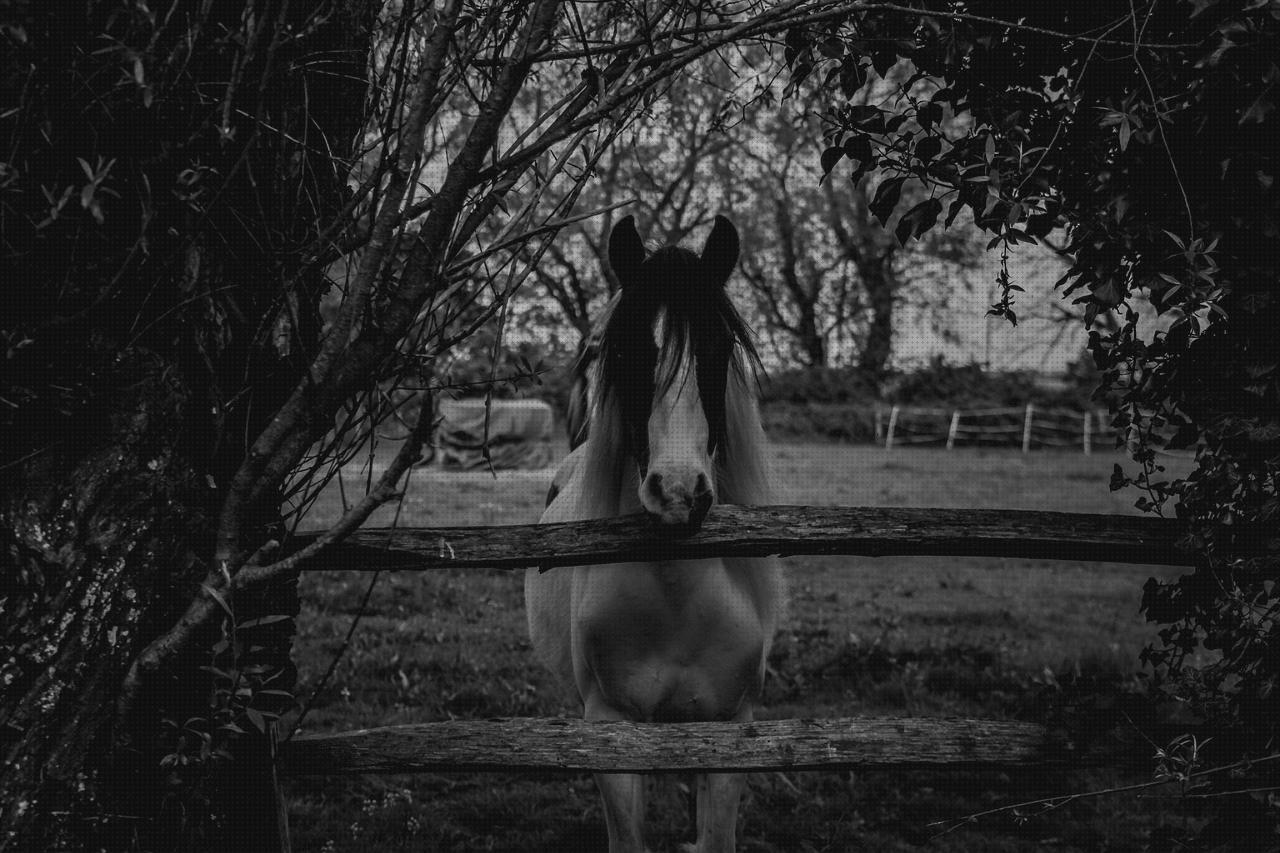 Las 19 Mejores Colas De Caballos Y Colesteroles