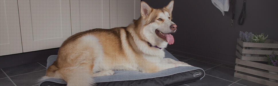 Las mejores colchon ortopedico perro grande scruffs