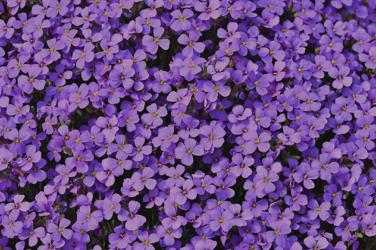 Las mejores caravaca ortopédics calcetas compresivas calcetas ortopédicas colchon viscopur