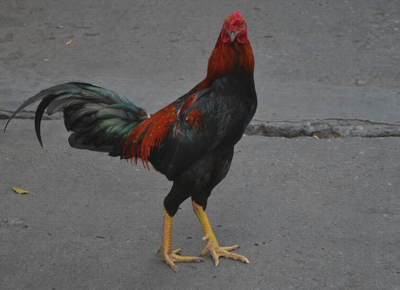 TOP 27 correcaminos andadores para comprar