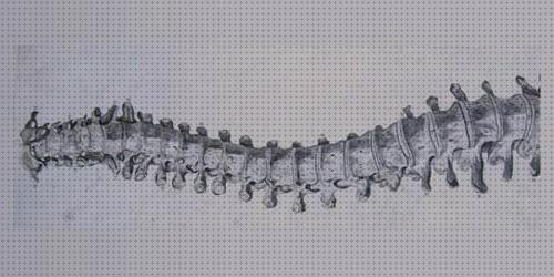 ¿Dónde poder comprar operados corset ortopedico para operados columna?
