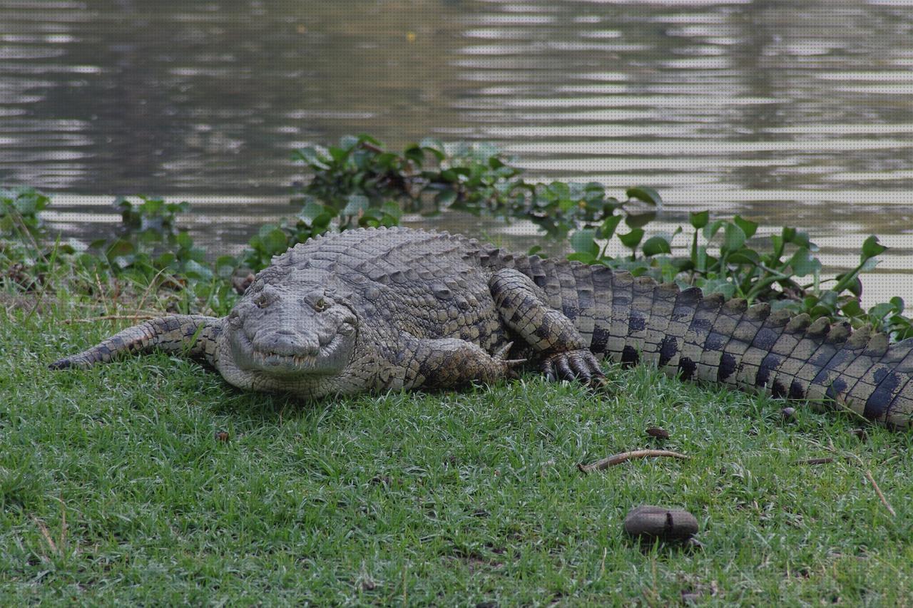 Las mejores crocs crocs ortopedicas