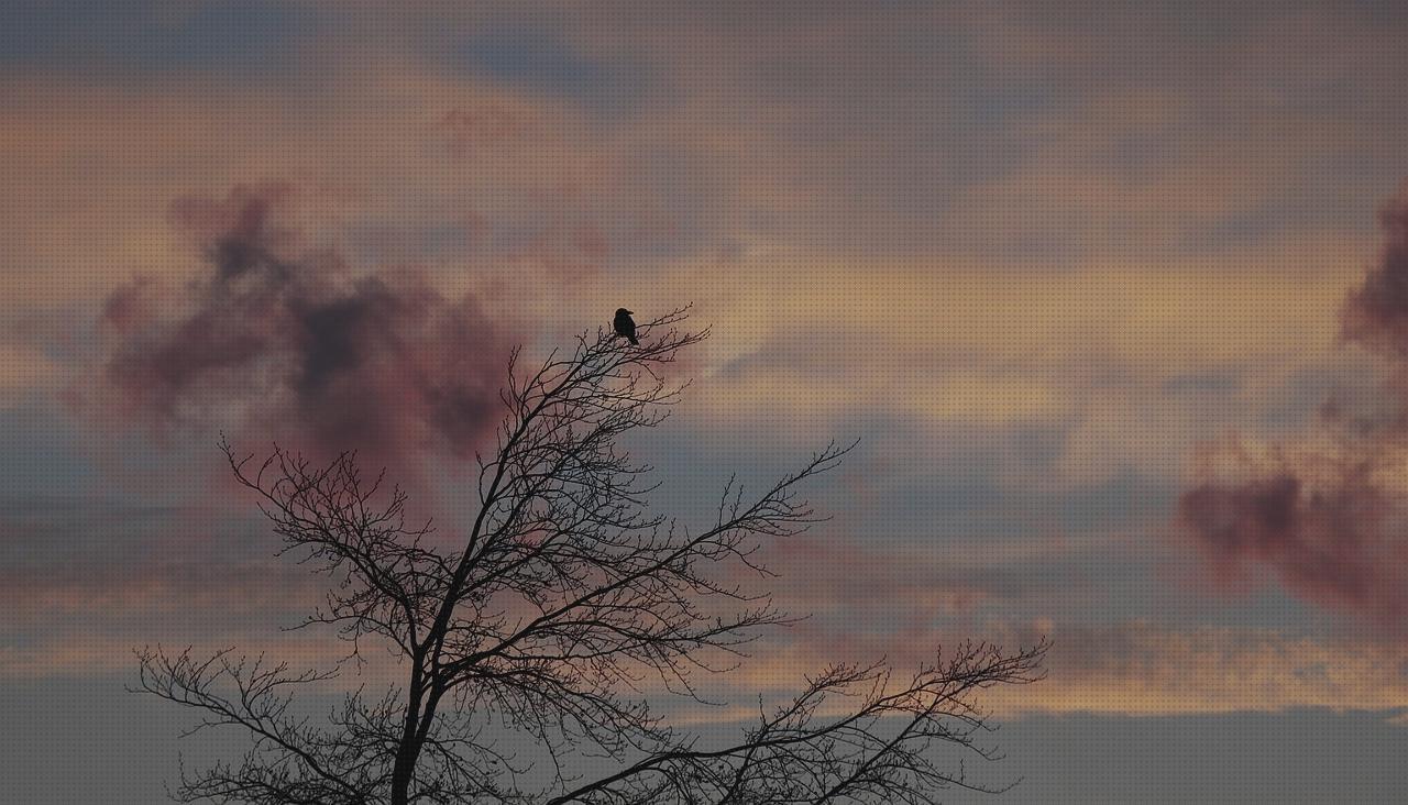 Las mejores cubiertos ortopédicos disras orejas orejas ortopédicas cubiertos con mango