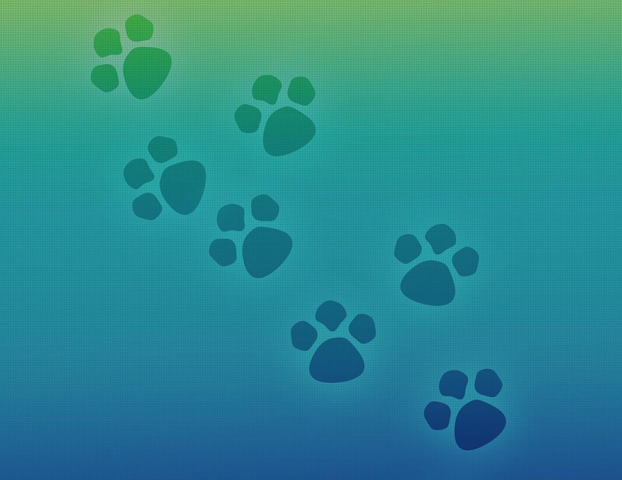 Los 14 Mejores Dedos Negros Pies Diabetico