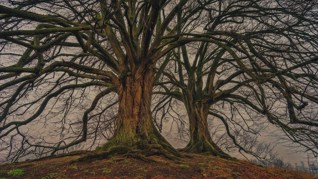 Los mejores 22 Dobles Pañales Ancianos