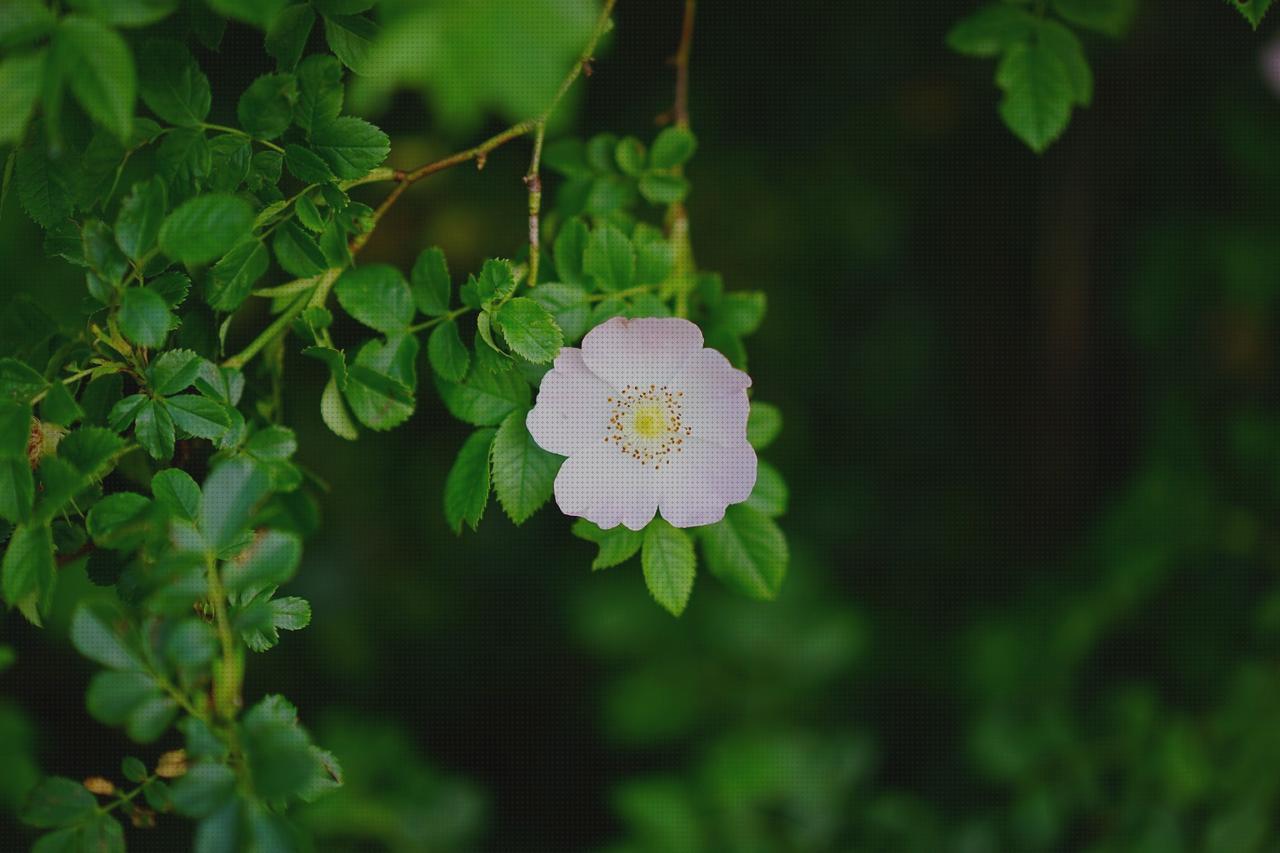 23 Mejores estabilizadores rotuliano