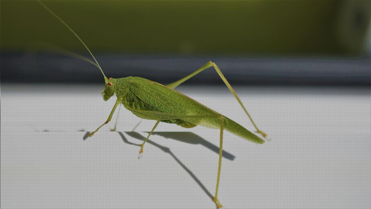 Las mejores construcciones niño andador compresas de esponjear compresas incontinencia estructura pierna ortopédica