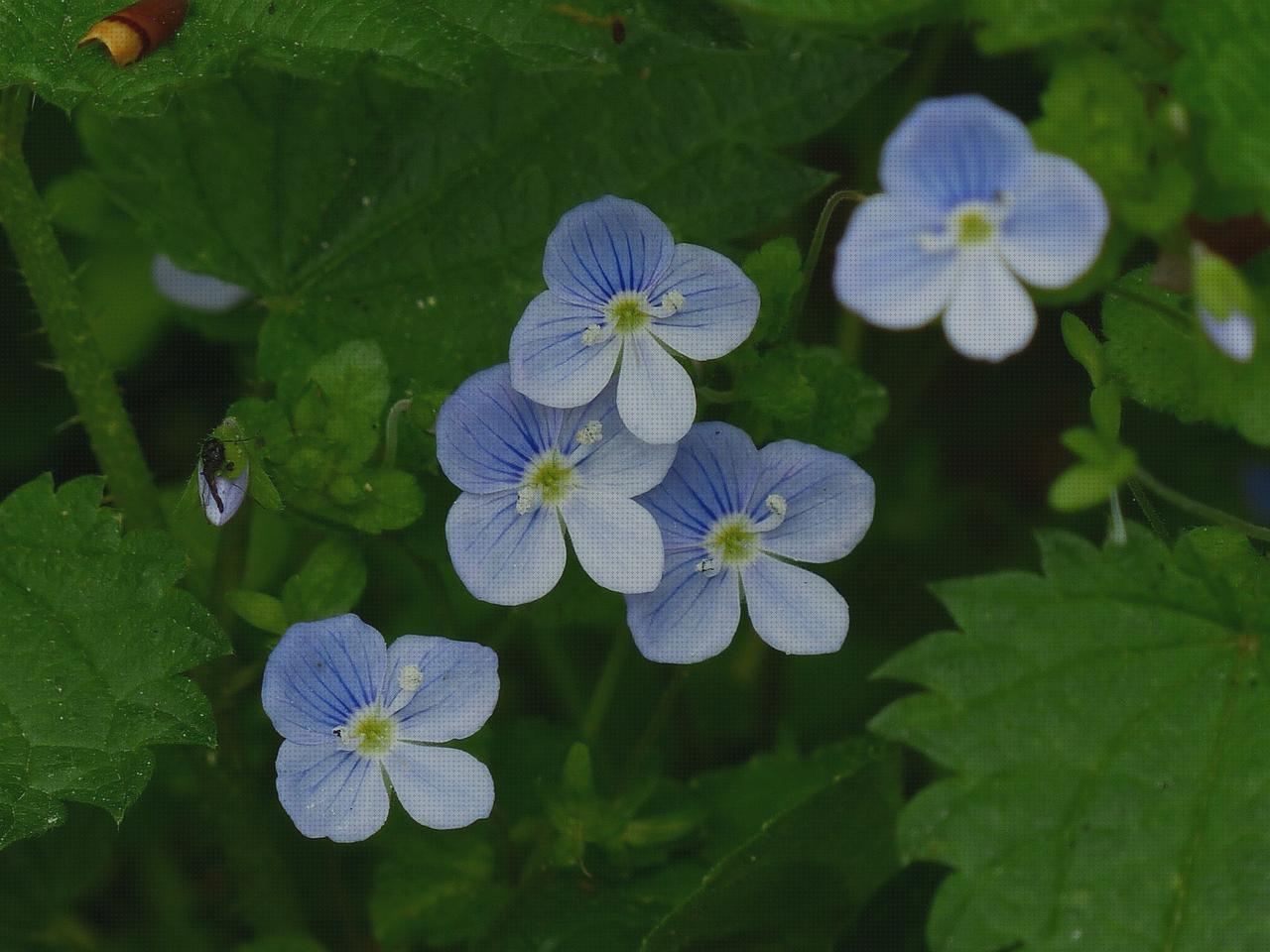 Las mejores marcas de eufrasia cabestrillo velour amputacion supramaleolar eufrasia colirio