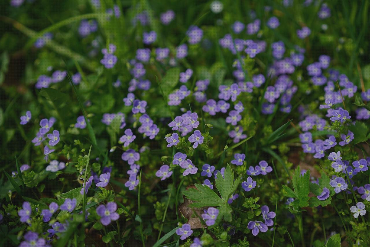 Las mejores eufrasia cabestrillo velour amputacion supramaleolar eufrasia colirio