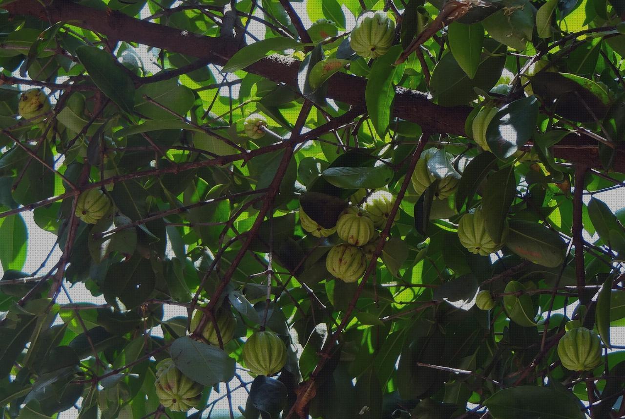 Las mejores marcas de garcinia amputacion supramaleolar adductor hernia garcinia dieti natura