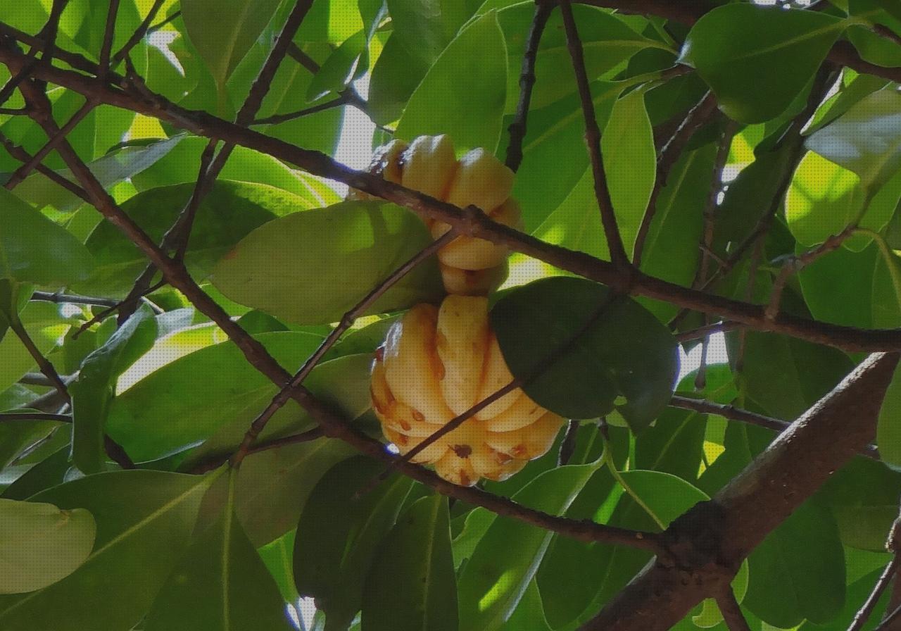 Las mejores garcinia amputacion supramaleolar adductor hernia garcinia dieti natura