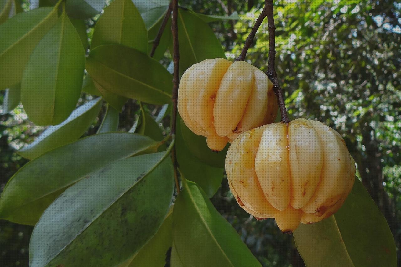 TOP 8 garcinia dieti naturas bajo análisis