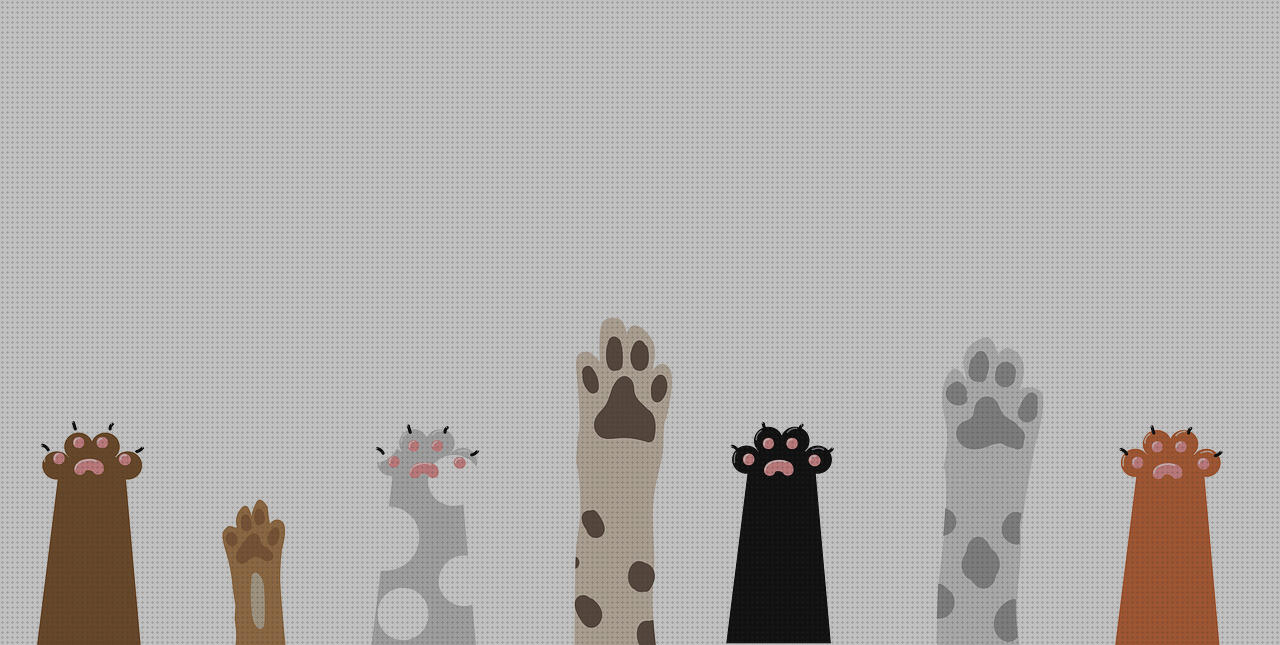 ¿Dónde poder comprar patas de andador gato patas ortopédicas?