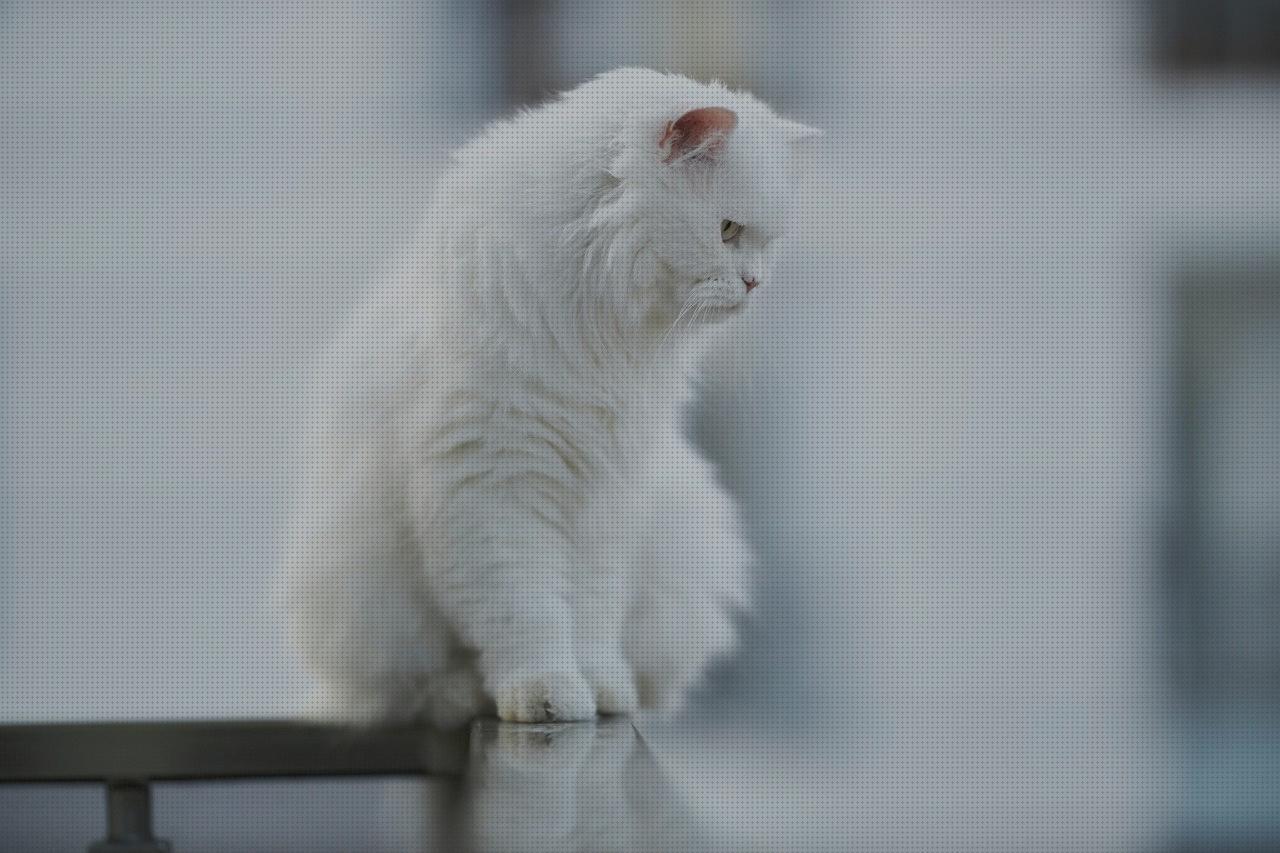 Los mejores 24 Gatos Patas Ortopédicas