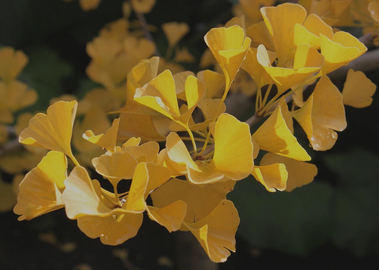 Review de ginkgo biloba 400mg