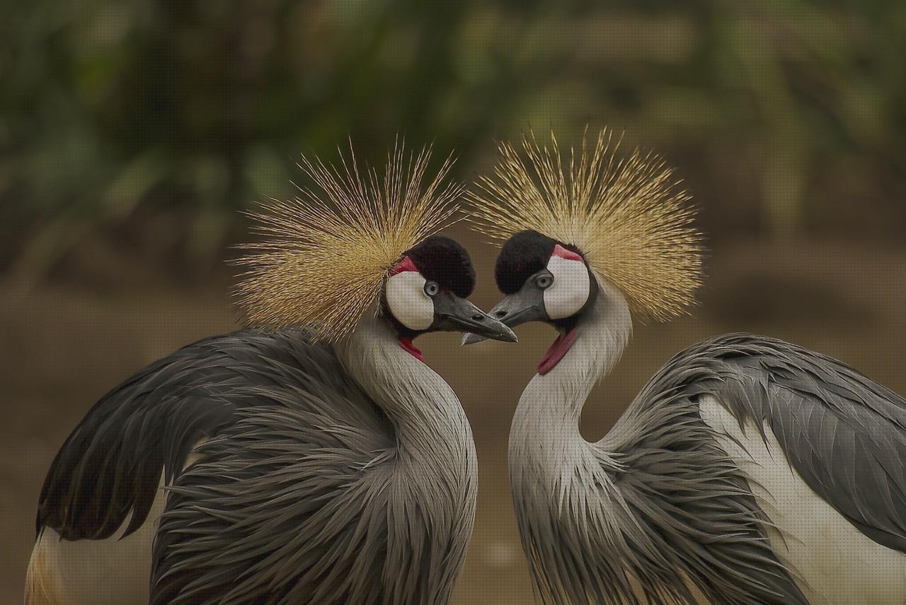 Review de las 22 mejores grua geriatrica