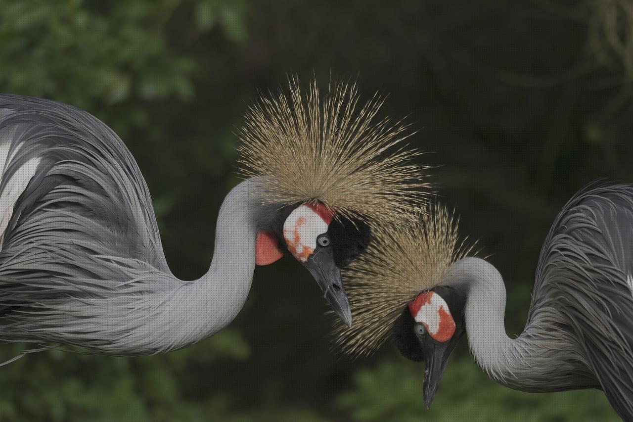Las mejores marcas de edema oseo subcondral de rodilla ortopedia bami columna cervical rectificada grua reliant 350