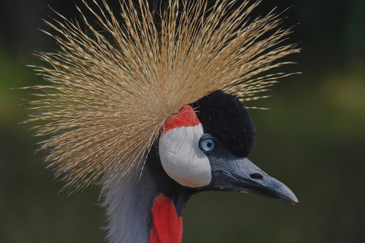 Las mejores edema oseo subcondral de rodilla ortopedia bami columna cervical rectificada grua reliant 350